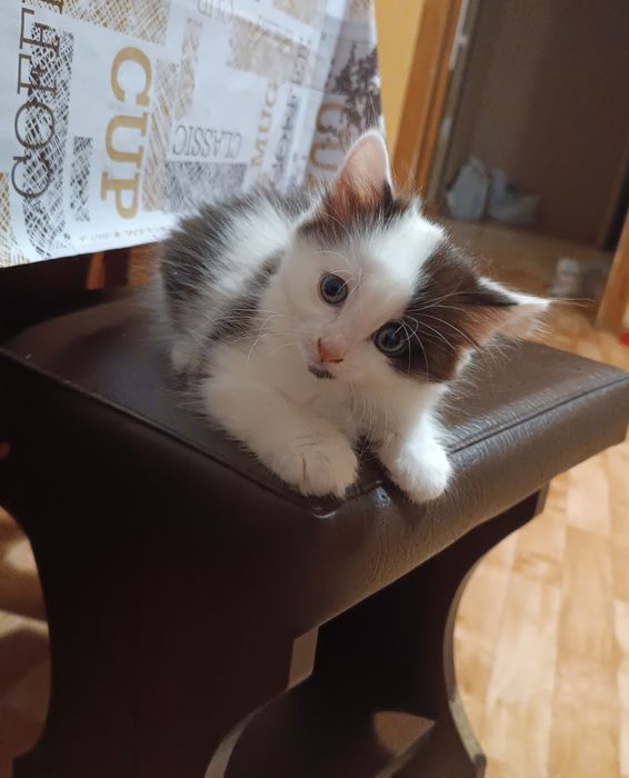 Кошенята в добрі руки безкоштовно