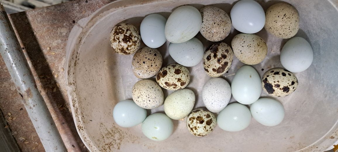 Ovos e codornizes gigantes várias cores e idades