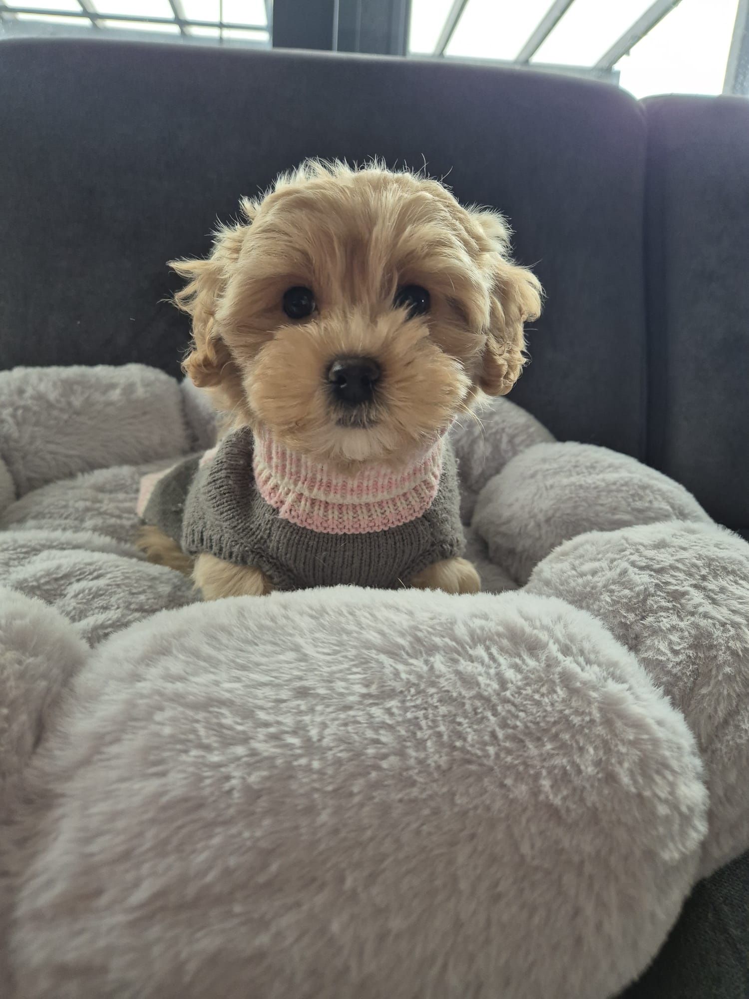 CUDOWNY Szczeniak Maltipoo  ! Rodowód + Chip!