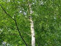 Brzoza brodawkowa betula pendula HURT DETAL 80-120 cm.
