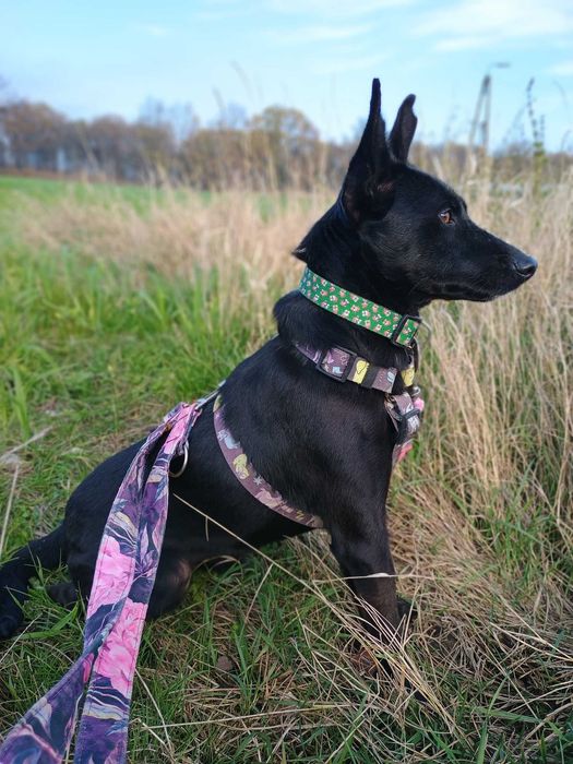 Koko – mały wielki bohater, który szuka swojego człowieka!