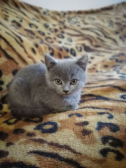 Продається чистокровний британець прямовухий хлопчик