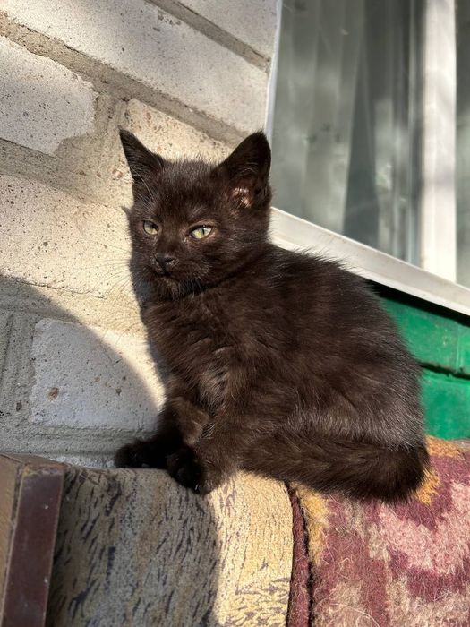 Кошенята у люблячі руки