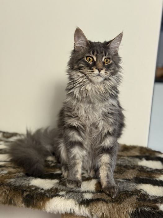 МейнКун девочка