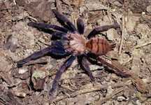 Chilobrachys fimbriatus L5/6