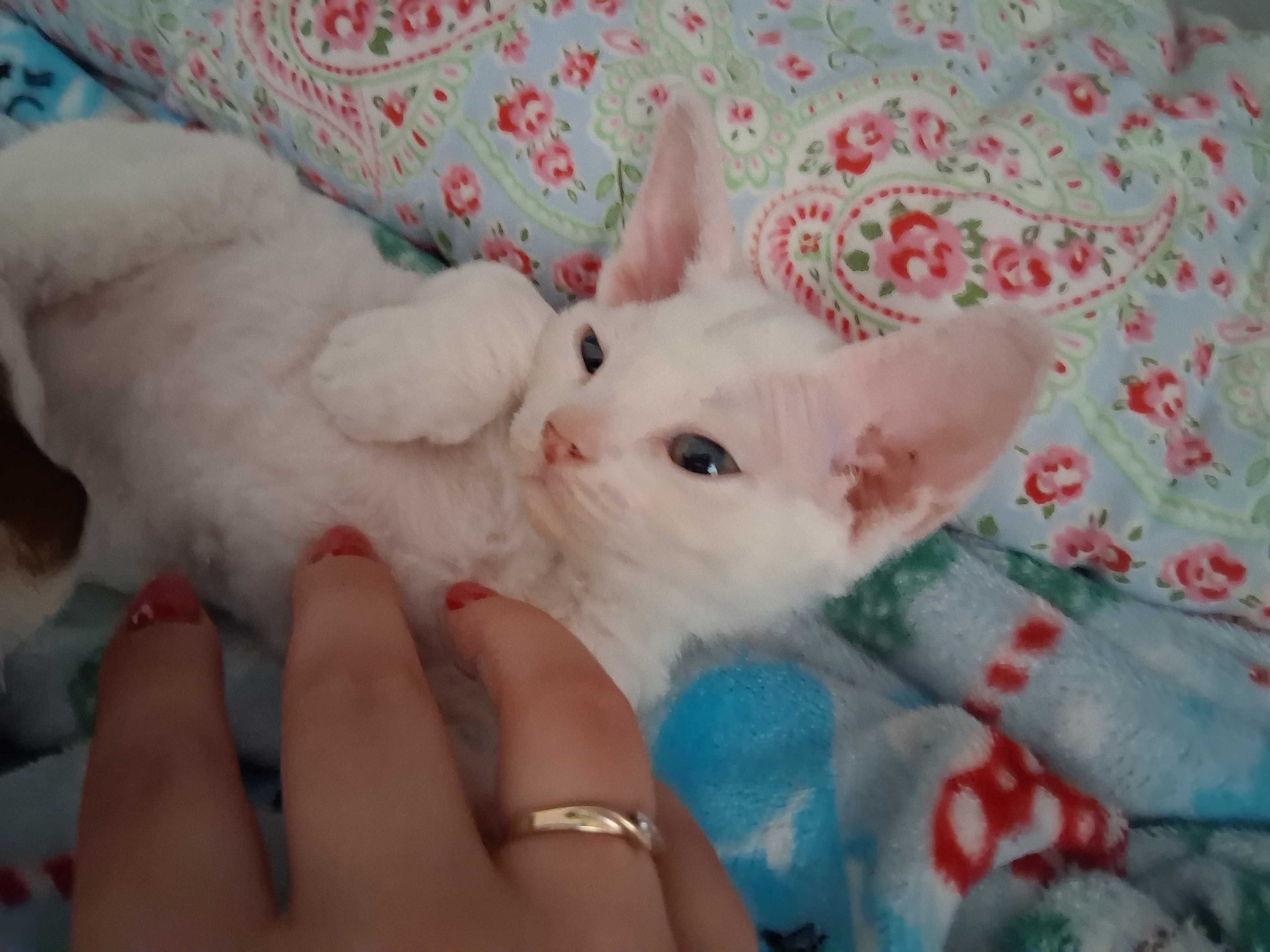Cudowna Biała koteczka Devon Rex, FPL