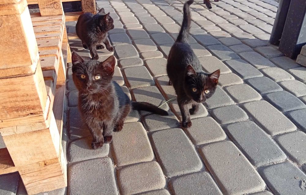 Kotki Czarne oddam w dobre ręce