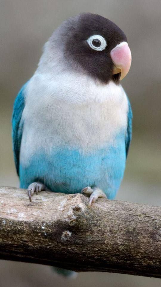 Vendo agapornis roseicollis