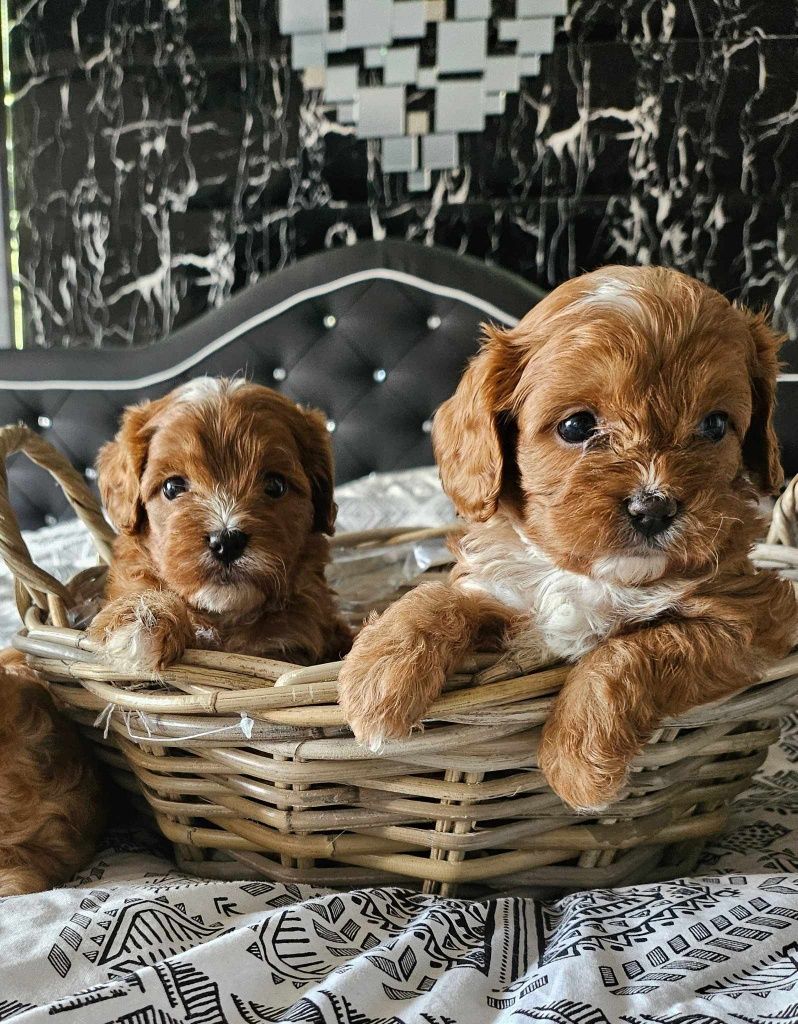 Cavapoo suczka  dla celebrytów.
