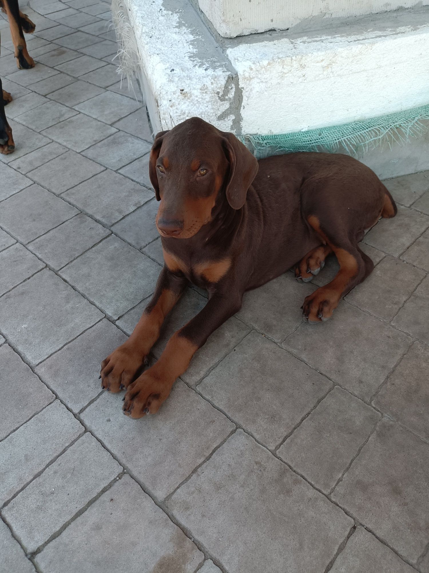 Doberman brązowy podpalany