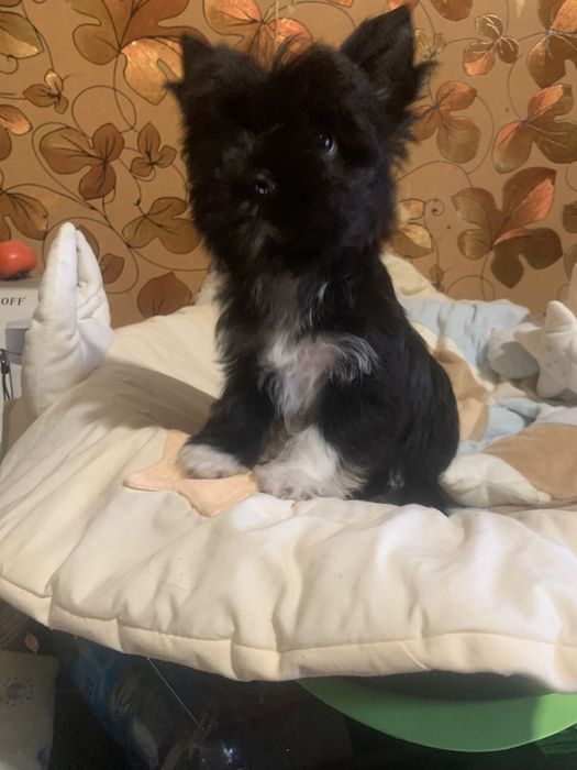 Цветной йорк, мальчик