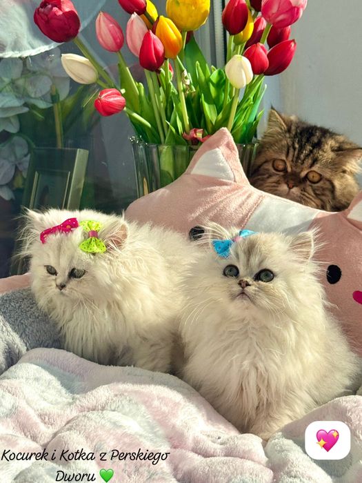 Kotka Perska z Rodowodem i Chipem Gotowa do odbioru