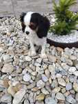 Cavalier King Charles Spaniel piesek