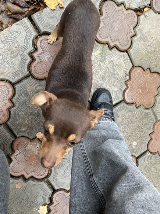 Отдадим породистую собаку