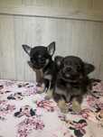 Mini piesek chihuahua