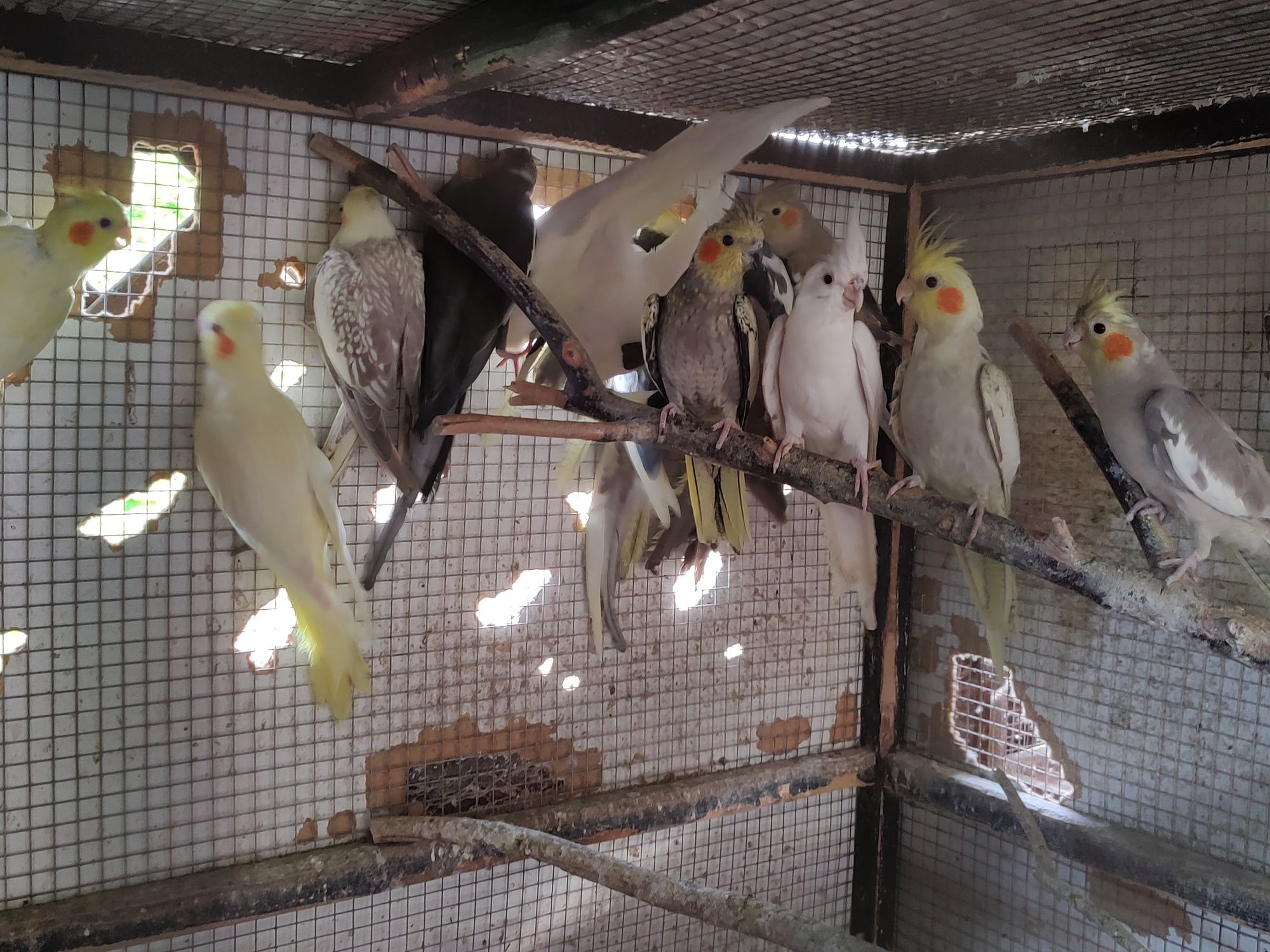 Papuga Nimfa Młode 2023r. Różne kolory Białe żółte szek Duży wybór