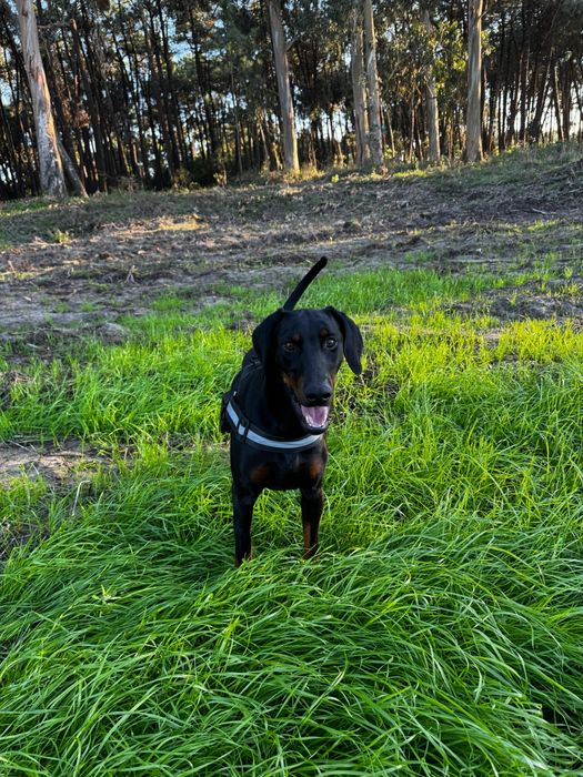 Dobermann macho puro