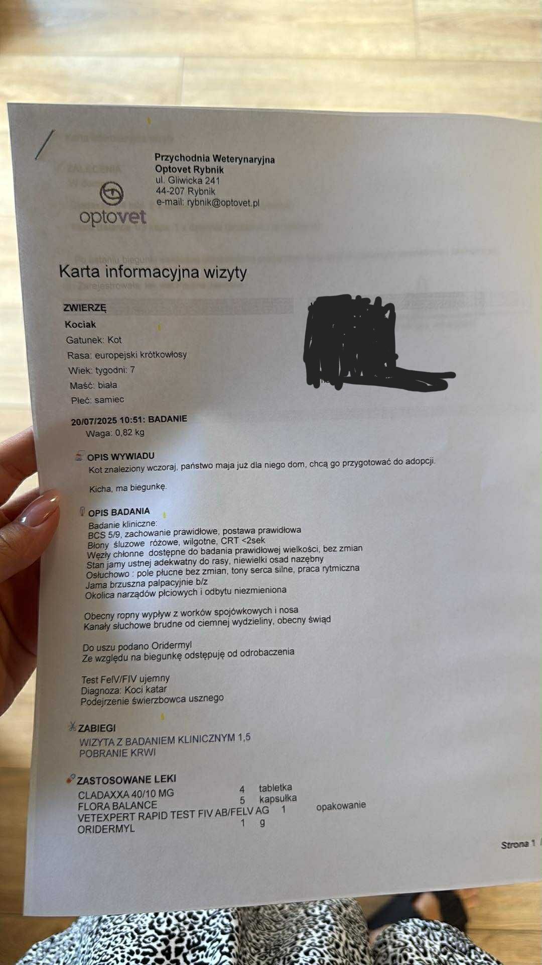Biały Kot do adopcji
