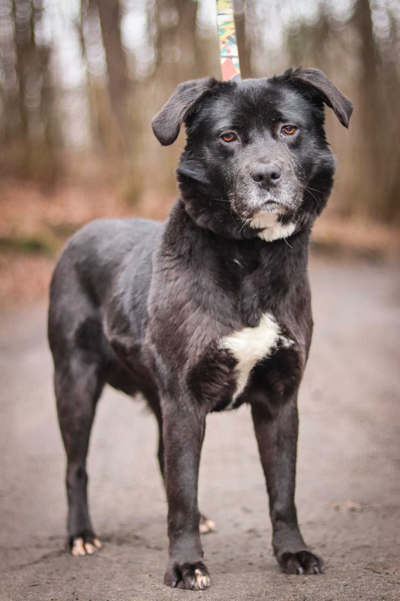 Spokojna, grzeczna suczka do adopcji