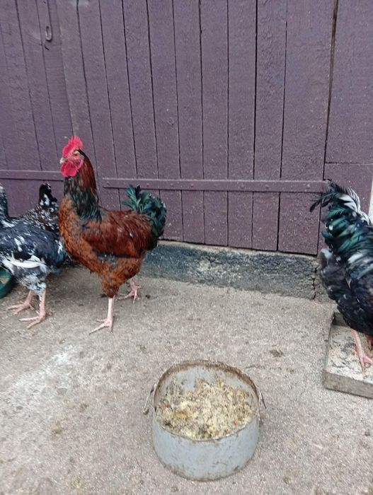 Продам кури та півні Лівенська ситцева