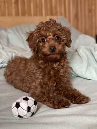 Poodle mini (red brown)