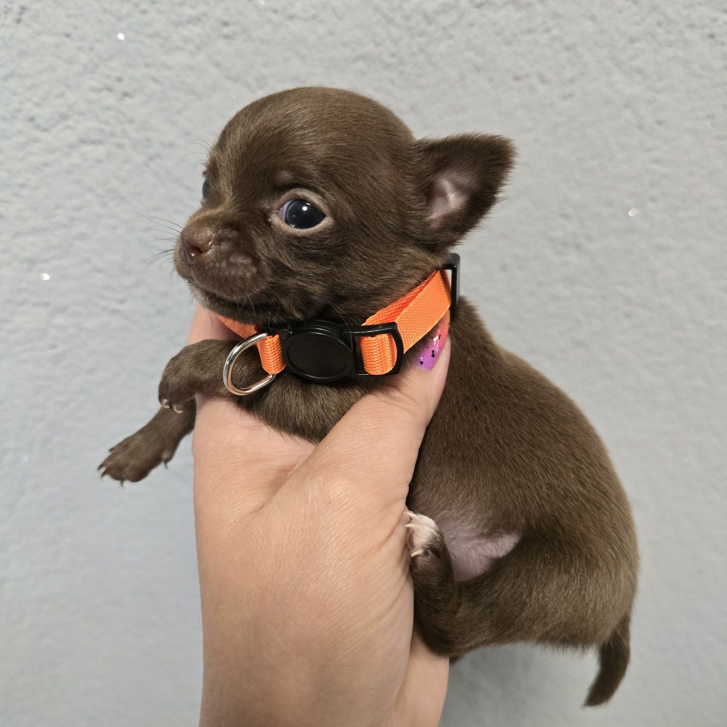 Chihuahua samiec choco czekoladowy
