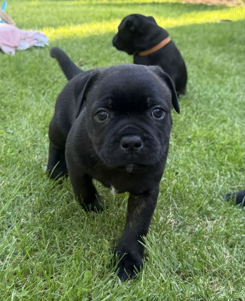 Stafik Staffordshire Bull Terrier ZKwP