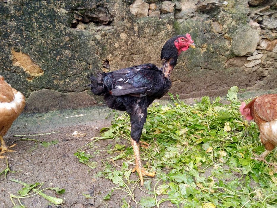 Vendo casal de galinhas