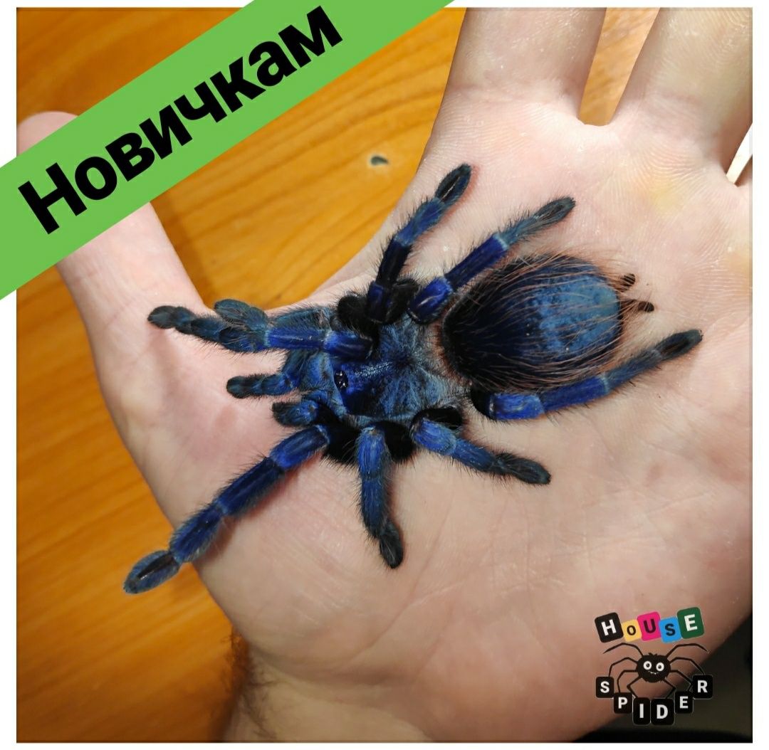 Шикарный синий паук птицеед тарантул для новичков малыши хобби