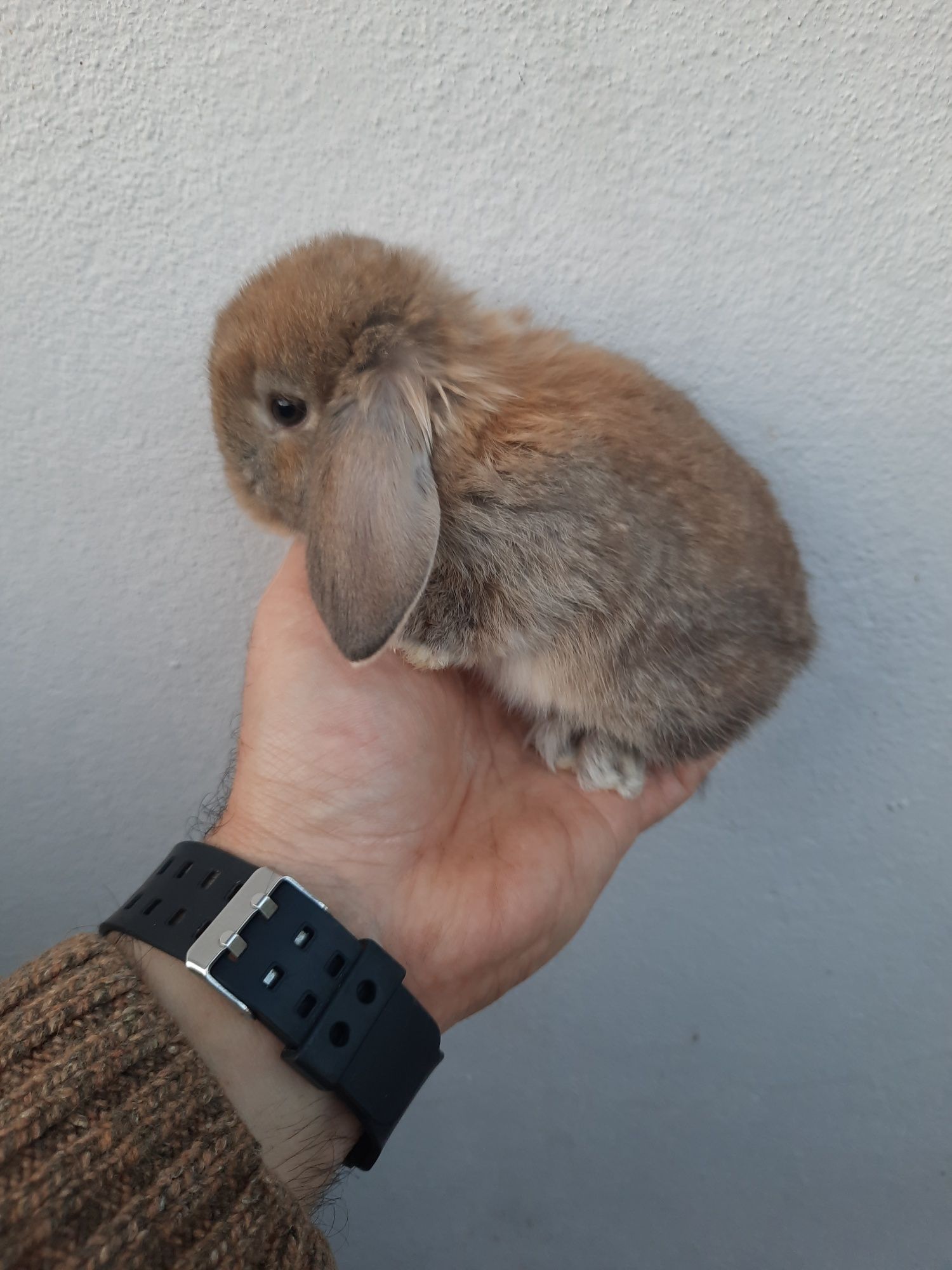 Kit Coelhos anões mini lop belier/orelhudos