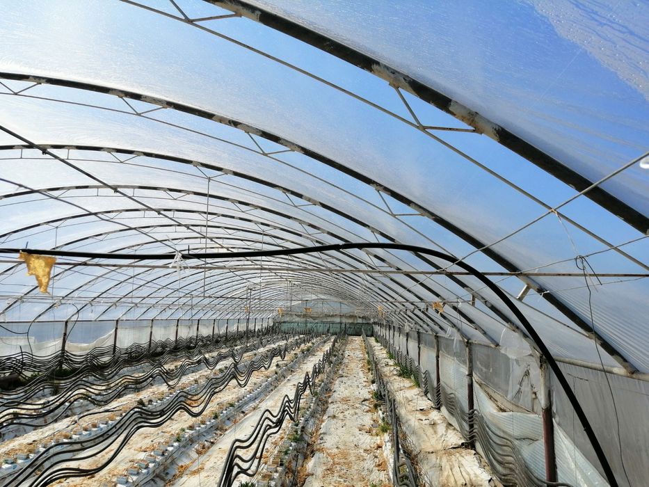 Tunel foliowy 10x50m
