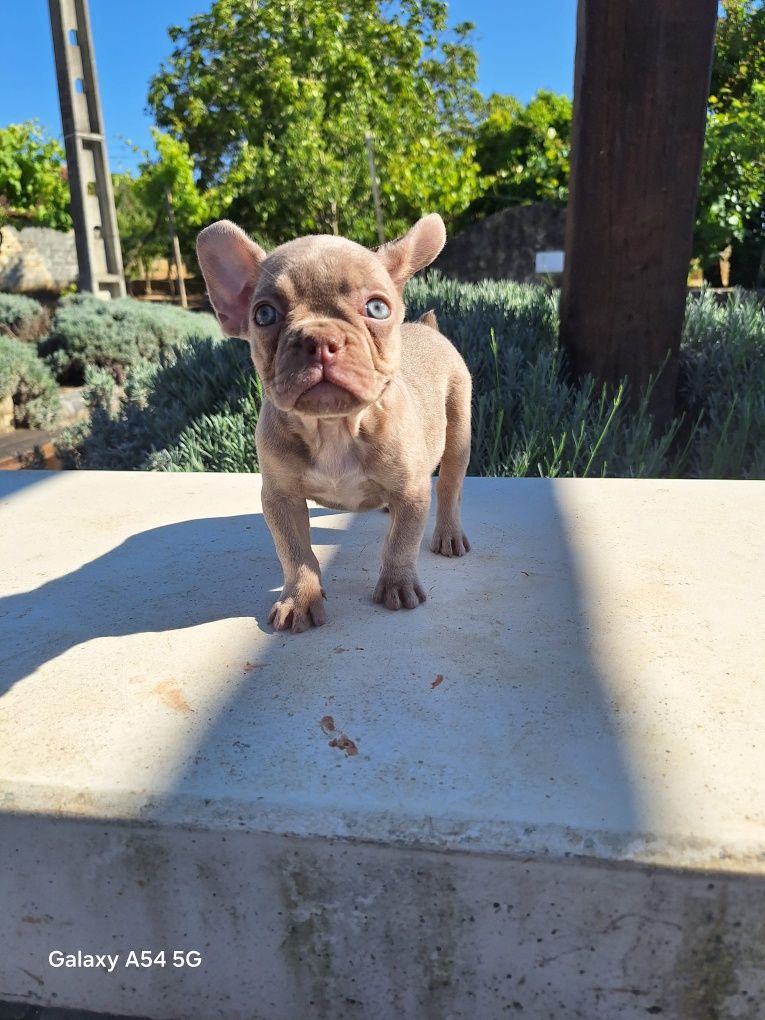 Bulldog francês fêmea