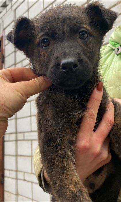 Ласкаві красиві щенята