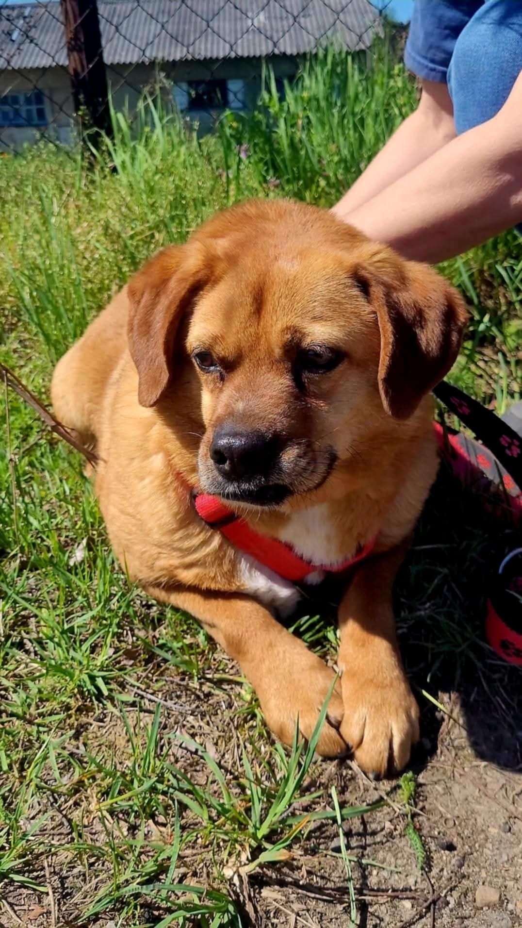 Ruda sunia o uszkach jak beagle do adopcji