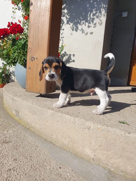 Beagle   slicze piesek