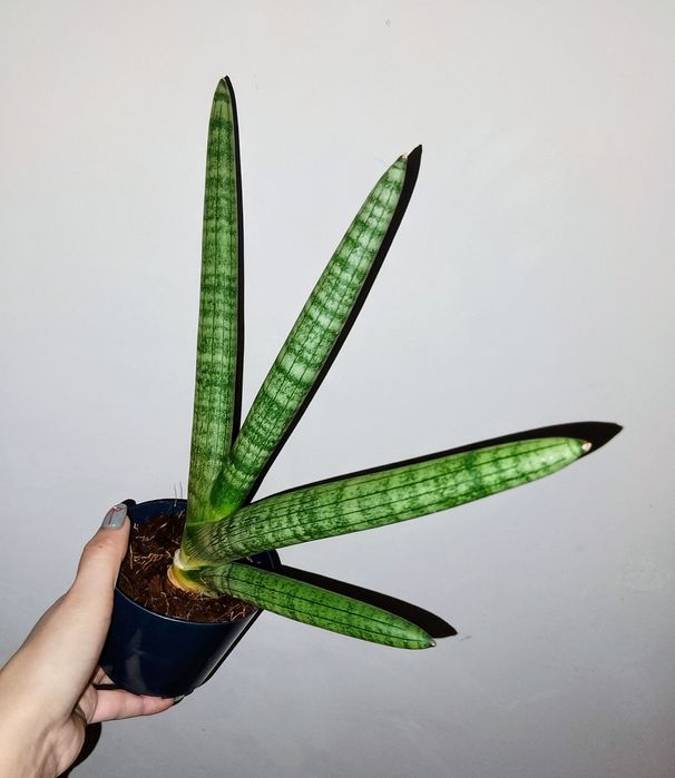 Сансивієрія циліндра