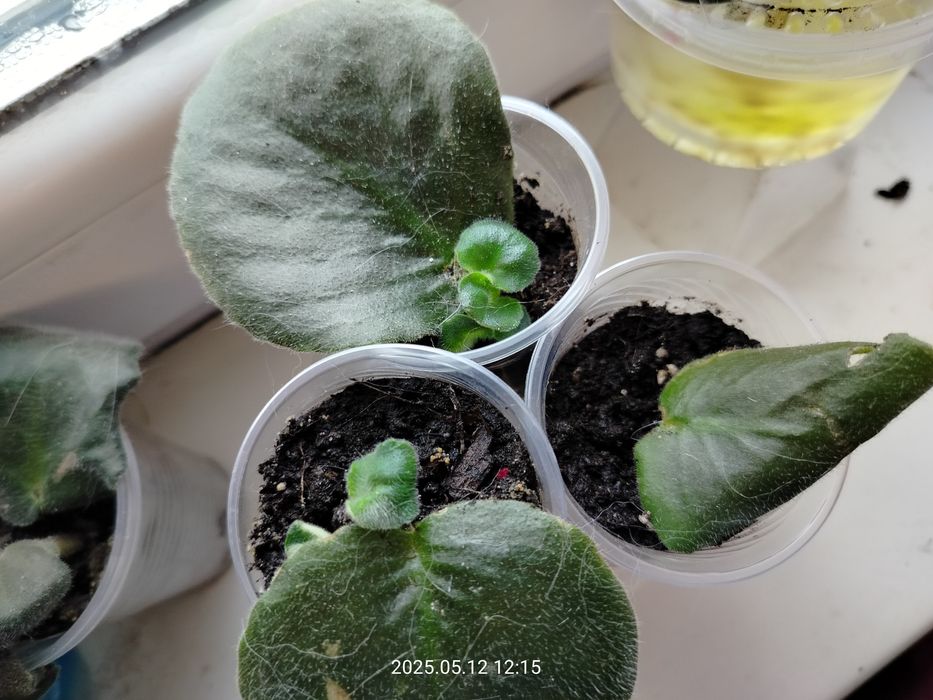 Пропоную обмін фіалками/листям