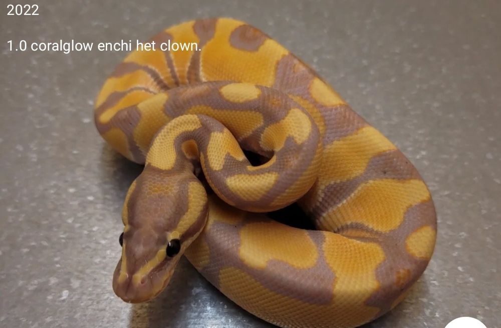 Wąż węże Coralglow enchi het clown samce samice promocja