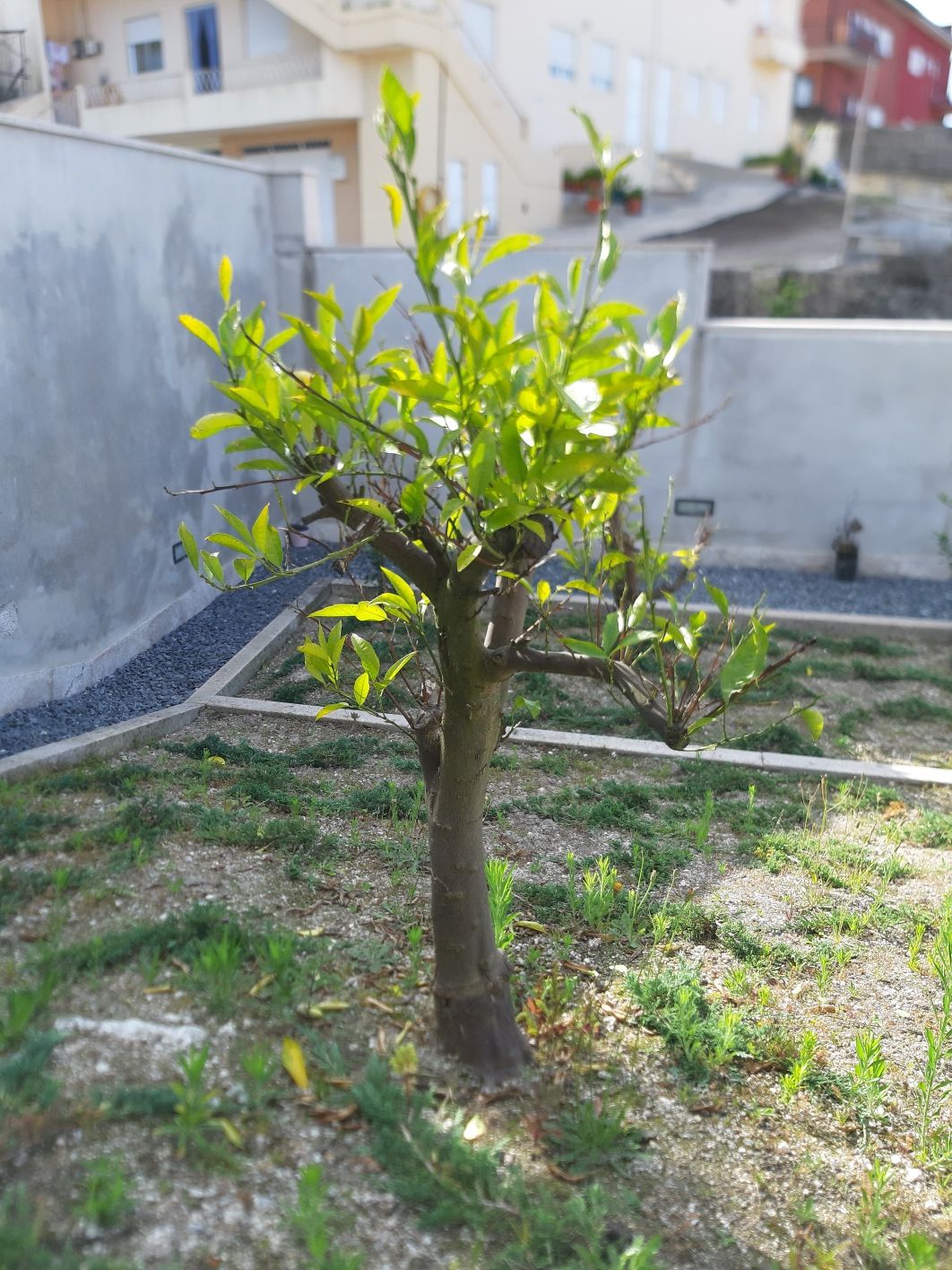 Duas Laranjeiras pequenas de jardim