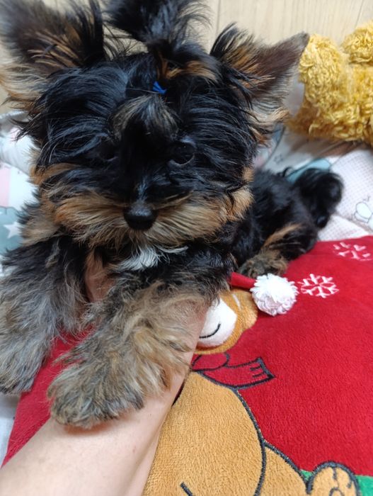 Йорк міні хлопчик 3 місяці