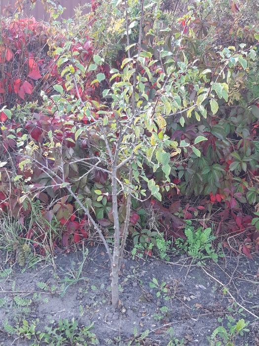 Продам саженцы сливы угорки 3-хлетки