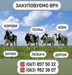 Приймаємо велику рогату худобу