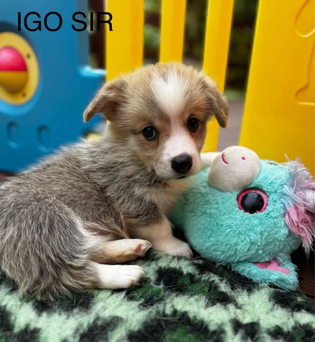 Welsh corgi pembroke piesek rudo bialy bez ogonk po Championie FCI