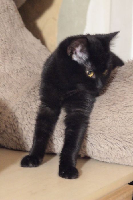 Котенок в поисках семьи. Черные котята ищут дом