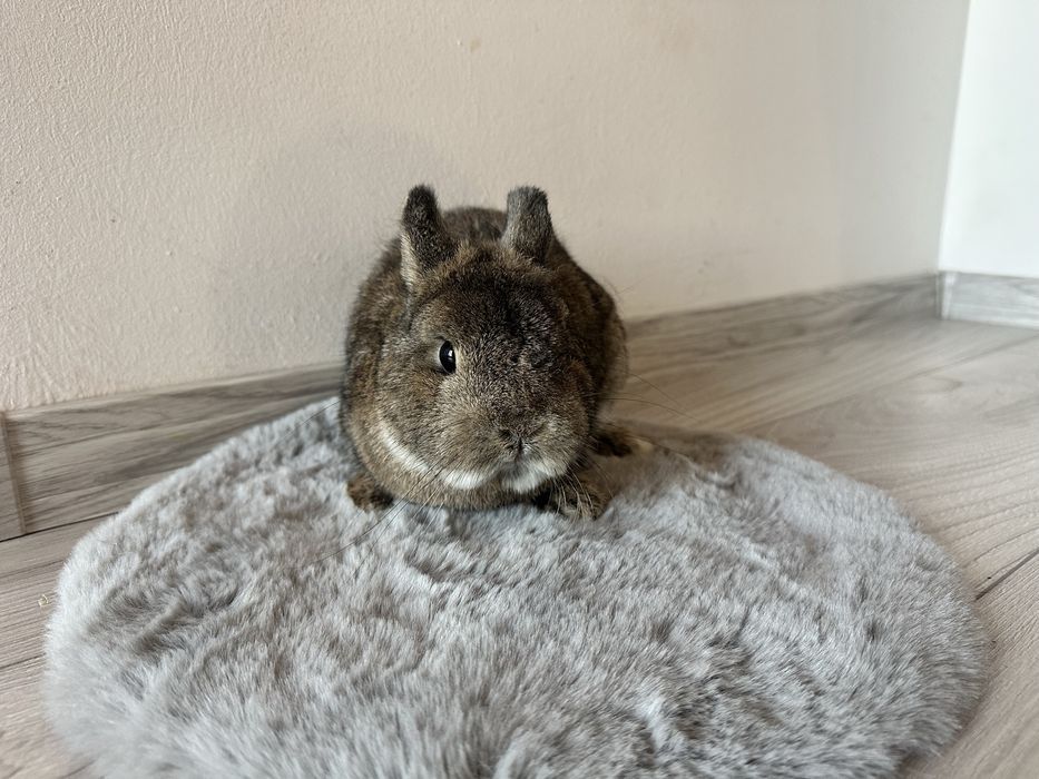 Karzełek Szary Samiec V-Champion