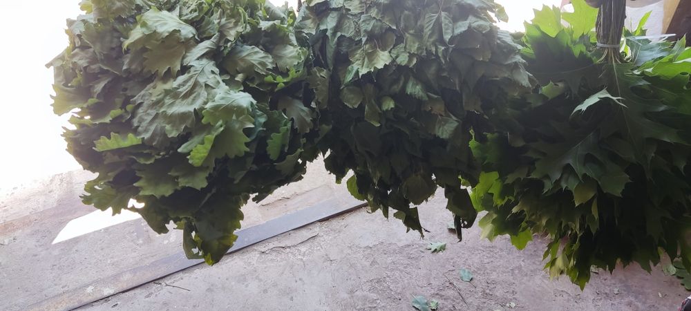 Продаю  віникі для бані дуб - і береза , рвзні трави ,коріння п'ятипал