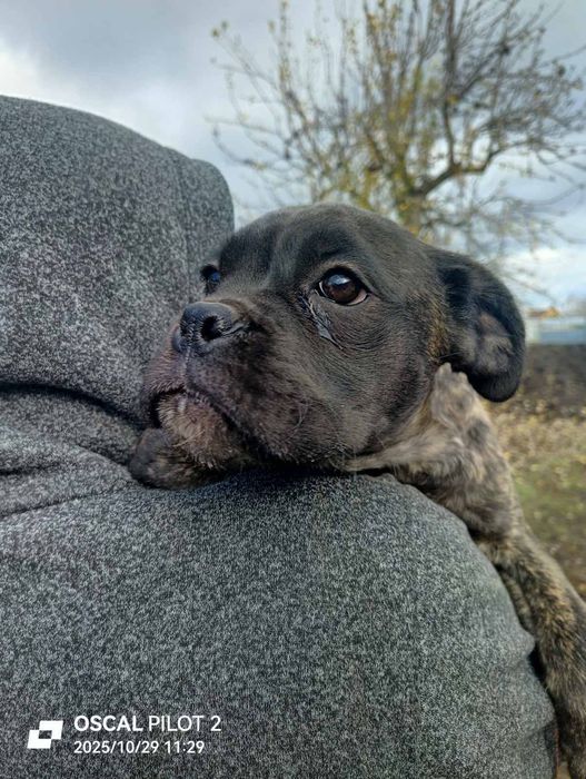 Немецкий боскера