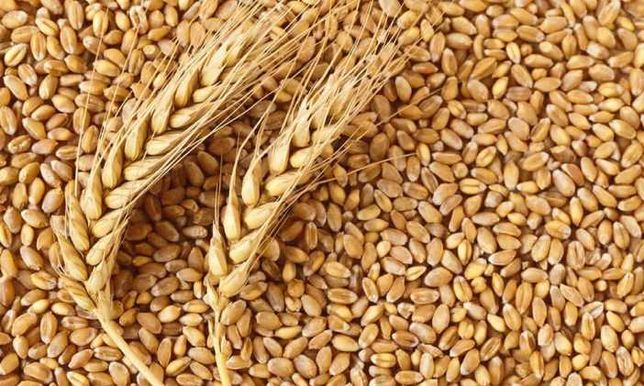 Продам пшеницю,ціна 5,50 за кг
