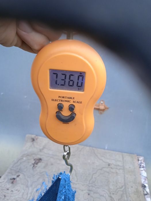 Olbrzym belgijski szary