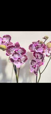 Орхидея биг лип Фонтано